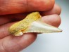 dent de requin Carcharocles angustidens - Oligocène (Caroline du Nord)