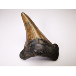 dent de requin Carcharocles angustidens - Oligocène (Caroline du Nord)