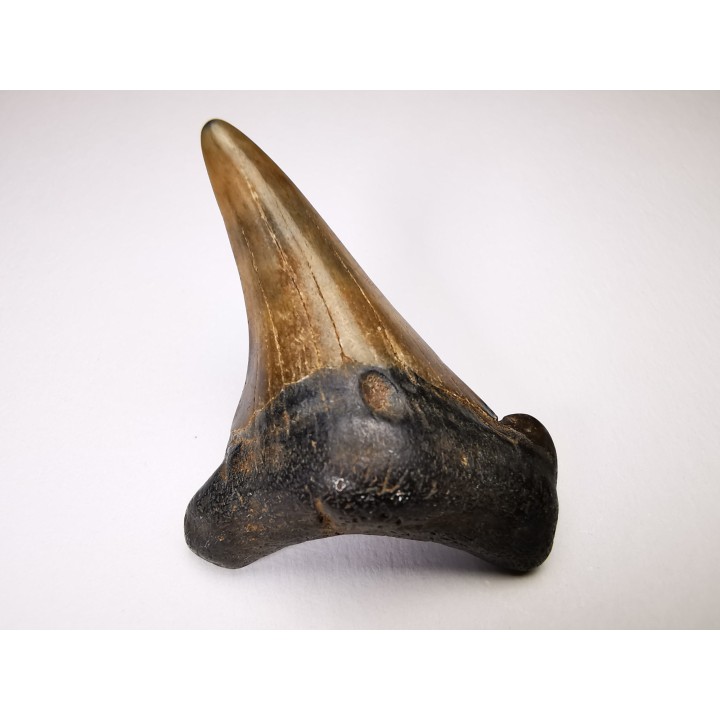 shark tooth Carcharocles angustidens - Oligocene (North Carolina)