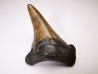 dent de requin Carcharocles angustidens - Oligocène (Caroline du Nord)