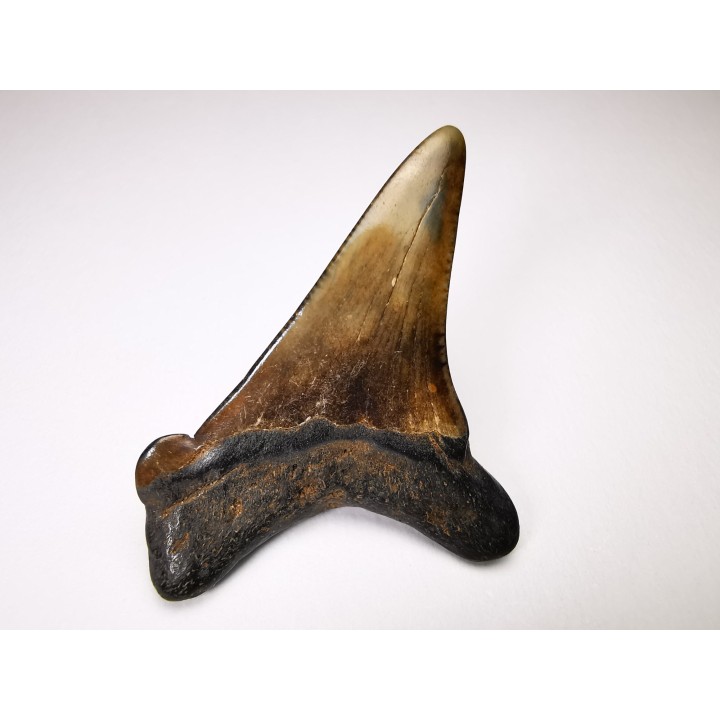 shark tooth Carcharocles angustidens - Oligocene (North Carolina)