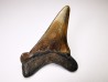 shark tooth Carcharocles angustidens - Oligocene (North Carolina)