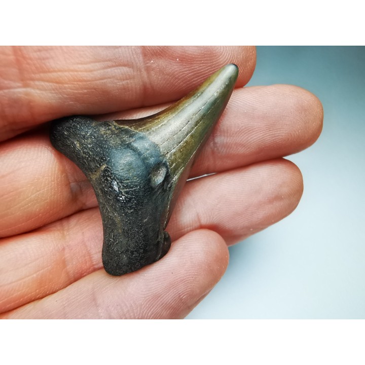 shark tooth Carcharocles angustidens - Oligocene (North Carolina)