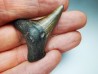 dent de requin Carcharocles angustidens - Oligocène (Caroline du Nord)