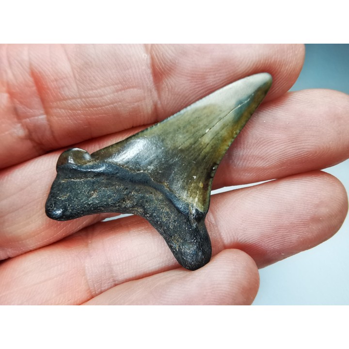 dent de requin Carcharocles angustidens - Oligocène (Caroline du Nord)