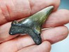 dent de requin Carcharocles angustidens - Oligocène (Caroline du Nord)