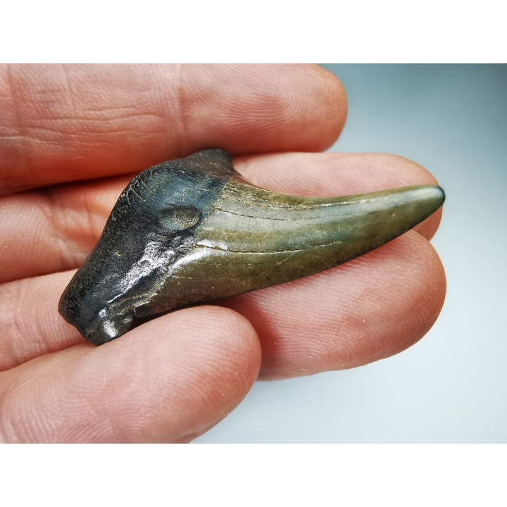 shark tooth Carcharocles angustidens - Oligocene (North Carolina)