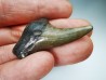 shark tooth Carcharocles angustidens - Oligocene (North Carolina)