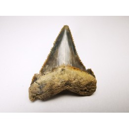 dent de requin Carcharocles angustidens - Oligocène (Caroline du Nord)