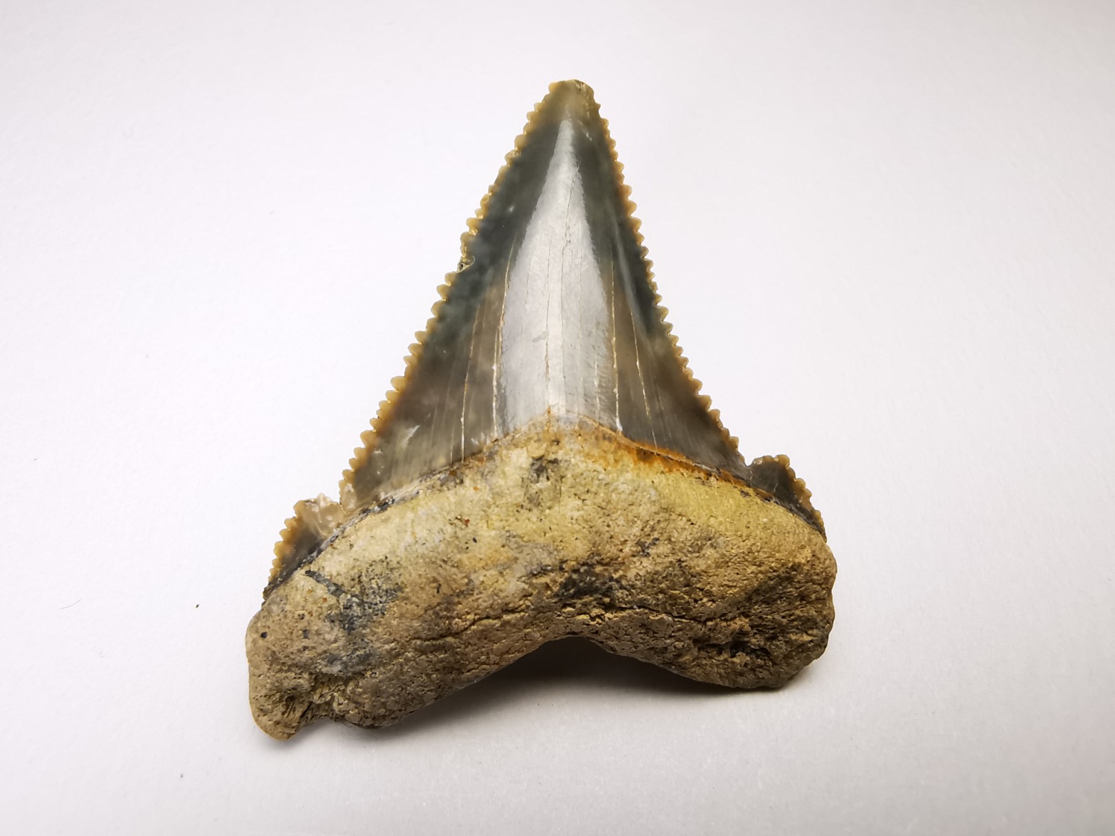 dent de requin Carcharocles angustidens - Oligocène (Caroline du Nord)