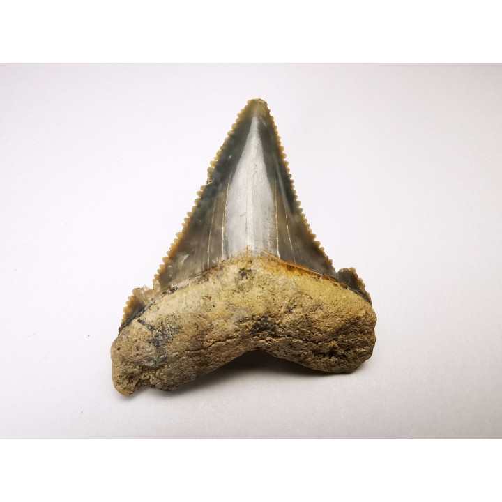 shark tooth Carcharocles angustidens - Oligocene (North Carolina)