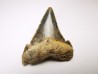 shark tooth Carcharocles angustidens - Oligocene (North Carolina)