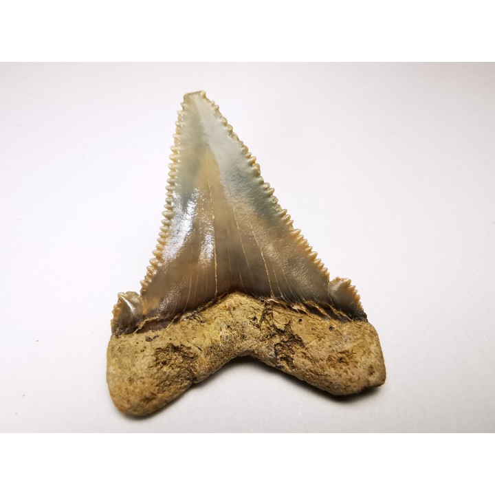 shark tooth Carcharocles angustidens - Oligocene (North Carolina)