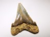 dent de requin Carcharocles angustidens - Oligocène (Caroline du Nord)