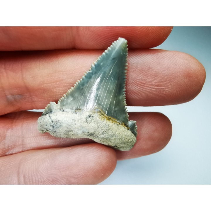 dent de requin Carcharocles angustidens - Oligocène (Caroline du Nord)