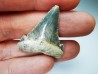 shark tooth Carcharocles angustidens - Oligocene (North Carolina)