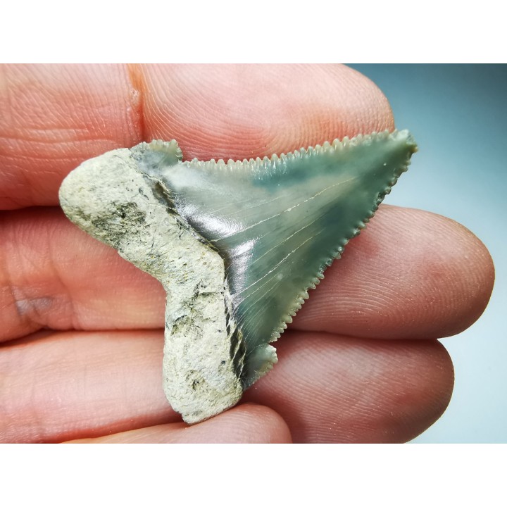 dent de requin Carcharocles angustidens - Oligocène (Caroline du Nord)