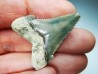 shark tooth Carcharocles angustidens - Oligocene (North Carolina)