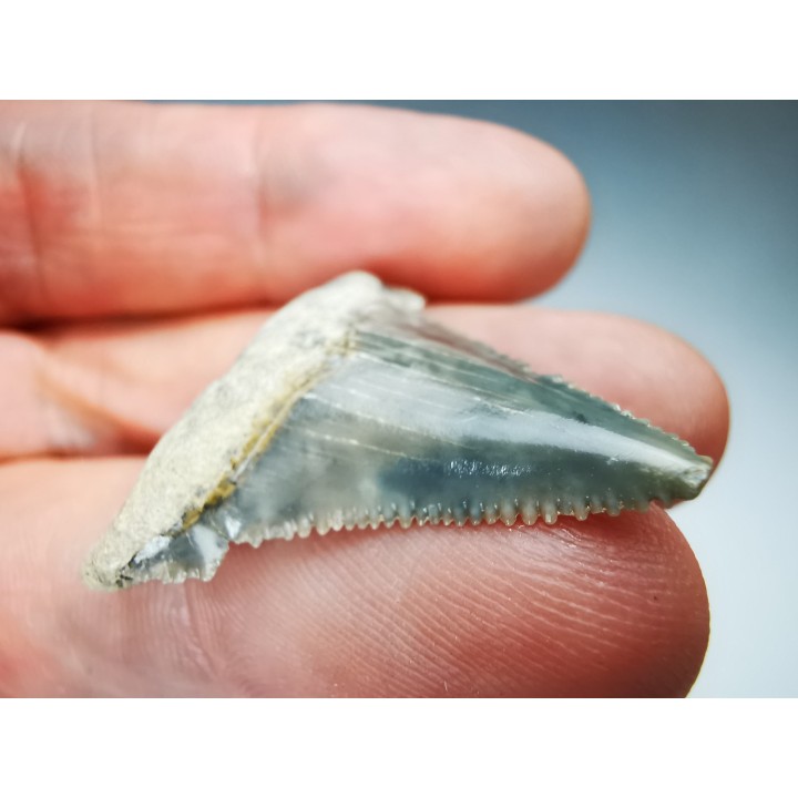 shark tooth Carcharocles angustidens - Oligocene (North Carolina)