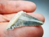 dent de requin Carcharocles angustidens - Oligocène (Caroline du Nord)