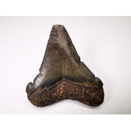 dent de requin Carcharocles angustidens - Oligocène (Caroline du Nord)