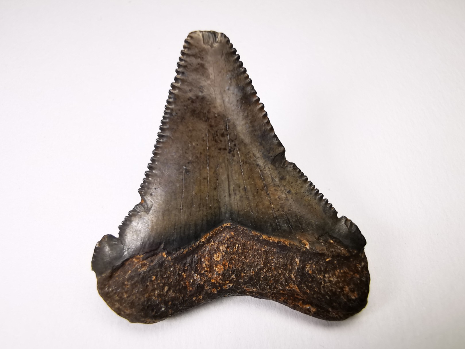 shark tooth Carcharocles angustidens - Oligocene (North Carolina)