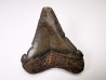 shark tooth Carcharocles angustidens - Oligocene (North Carolina)