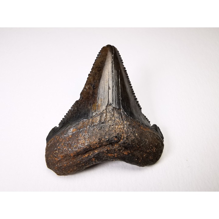 dent de requin Carcharocles angustidens - Oligocène (Caroline du Nord)