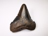 shark tooth Carcharocles angustidens - Oligocene (North Carolina)