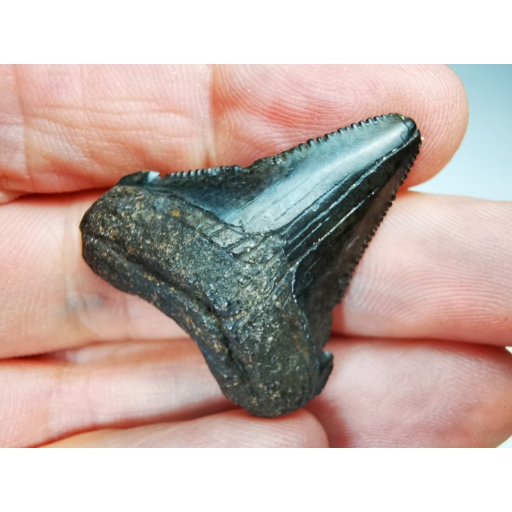 shark tooth Carcharocles angustidens - Oligocene (North Carolina)