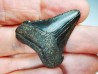 shark tooth Carcharocles angustidens - Oligocene (North Carolina)