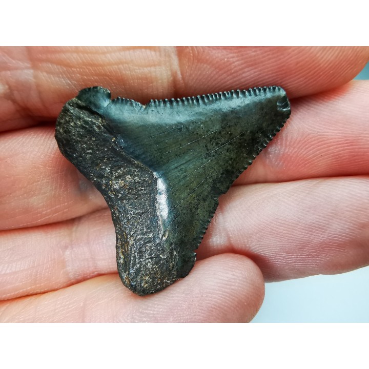 dent de requin Carcharocles angustidens - Oligocène (Caroline du Nord)