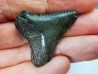 shark tooth Carcharocles angustidens - Oligocene (North Carolina)