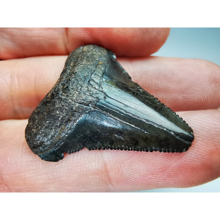 shark tooth Carcharocles angustidens - Oligocene (North Carolina)