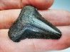 dent de requin Carcharocles angustidens - Oligocène (Caroline du Nord)
