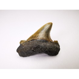 shark tooth Carcharocles angustidens - Oligocene (North Carolina)