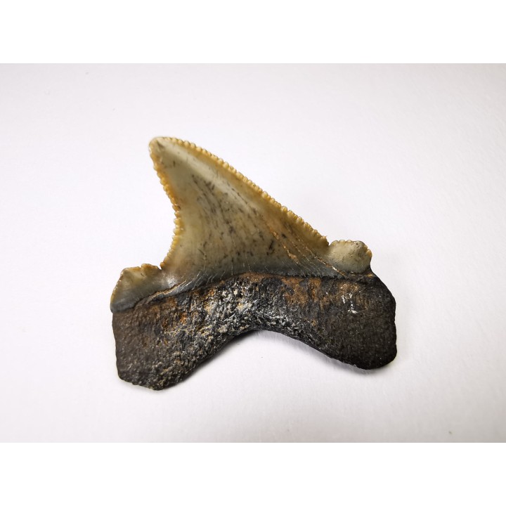 dent de requin Carcharocles angustidens - Oligocène (Caroline du Nord)