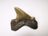 dent de requin Carcharocles angustidens - Oligocène (Caroline du Nord)