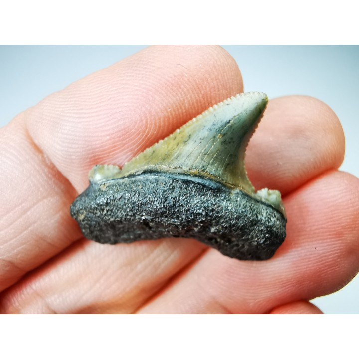 dent de requin Carcharocles angustidens - Oligocène (Caroline du Nord)