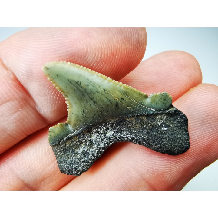 shark tooth Carcharocles angustidens - Oligocene (North Carolina)