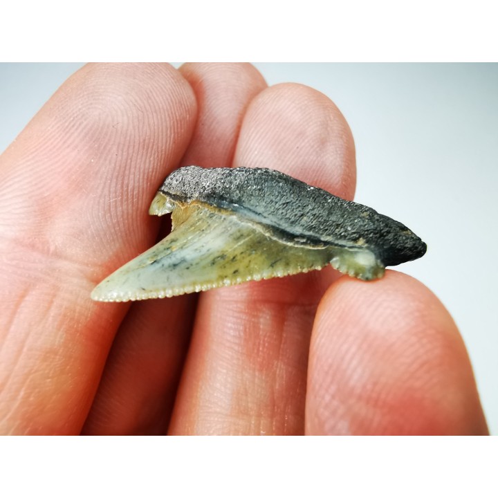 shark tooth Carcharocles angustidens - Oligocene (North Carolina)