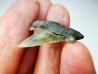 dent de requin Carcharocles angustidens - Oligocène (Caroline du Nord)