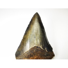 shark tooth Carcharocles angustidens - Oligocene (North Carolina)