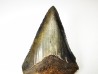 shark tooth Carcharocles angustidens - Oligocene (North Carolina)