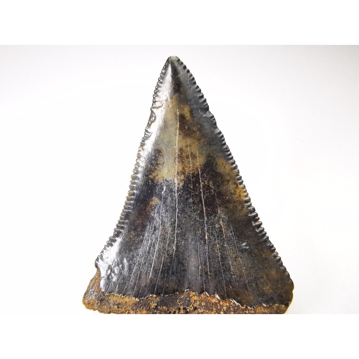 dent de requin Carcharocles angustidens - Oligocène (Caroline du Nord)