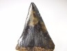 shark tooth Carcharocles angustidens - Oligocene (North Carolina)