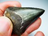 dent de requin Carcharocles angustidens - Oligocène (Caroline du Nord)