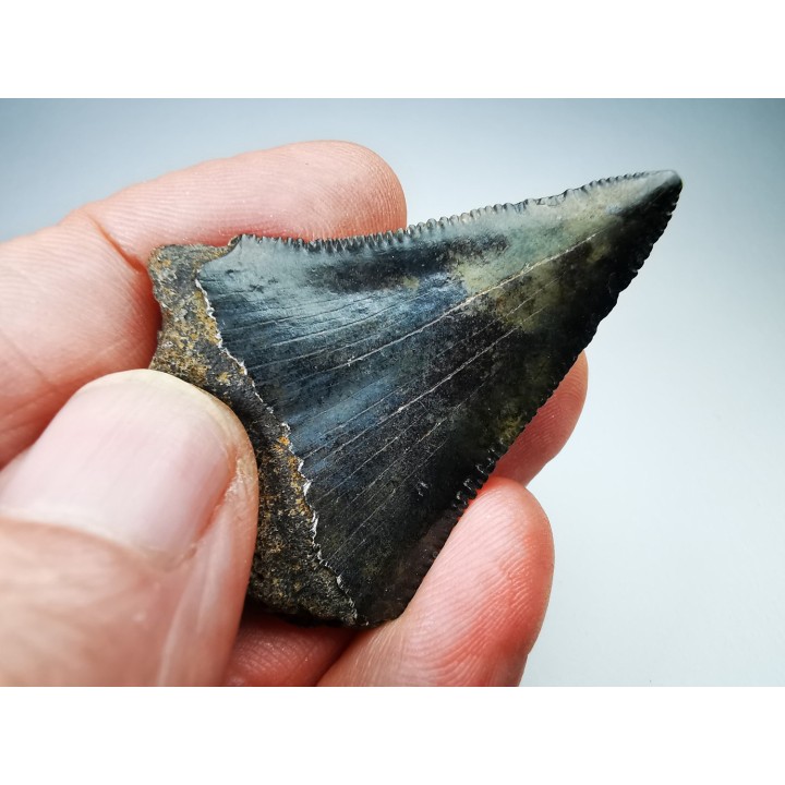 dent de requin Carcharocles angustidens - Oligocène (Caroline du Nord)