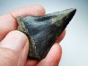 dent de requin Carcharocles angustidens - Oligocène (Caroline du Nord)