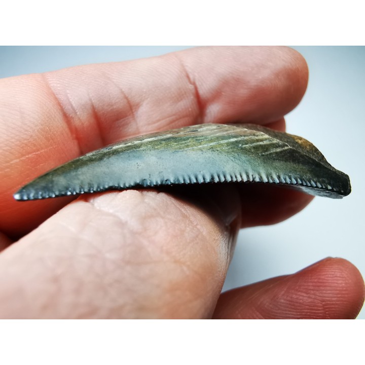 dent de requin Carcharocles angustidens - Oligocène (Caroline du Nord)